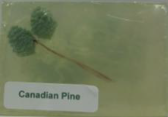 Canadian Pine Soap